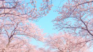 今年のお花見は