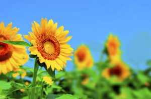 夏休みの過ごし方