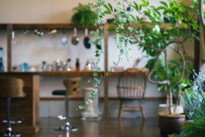観葉植物にハマる