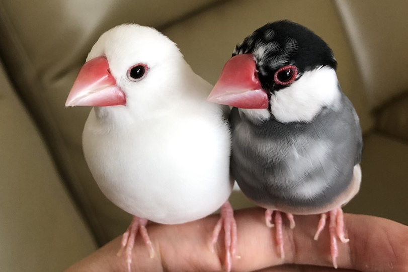 私の飼っているペット