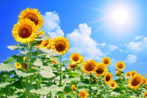 夏バテ予防のためにできること