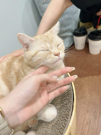 「猫カフェ」の魅力