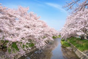 桜見