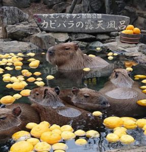 最近の癒し